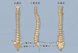 九游在线入口 -全角片假名在线转换